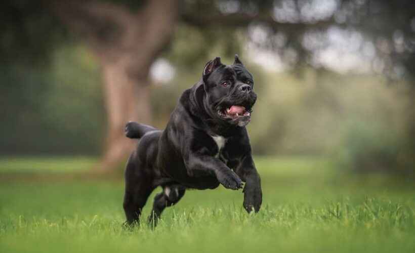 where did cane corso come from