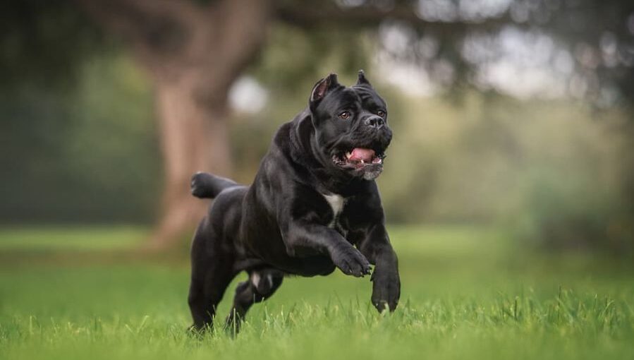 where did cane corso come from