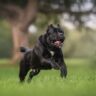 where did cane corso come from