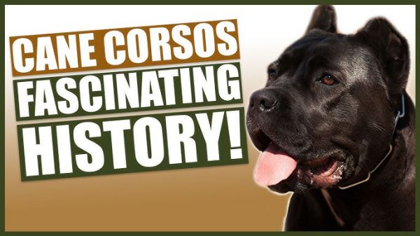 where did cane corso come from