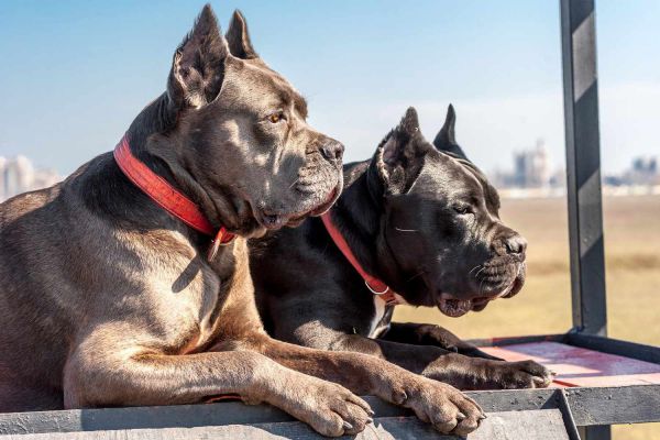 where did cane corso come from