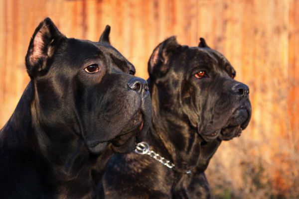 where did cane corso come from