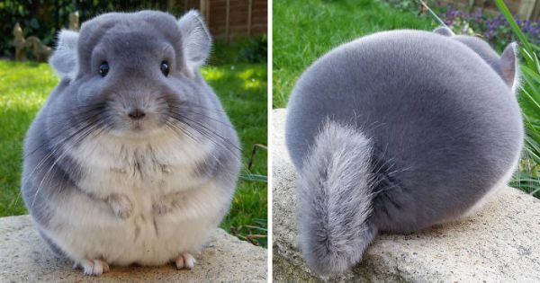 where did chinchillas come from