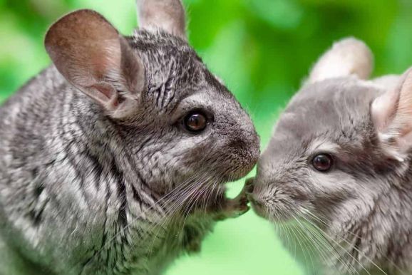 where did chinchillas come from