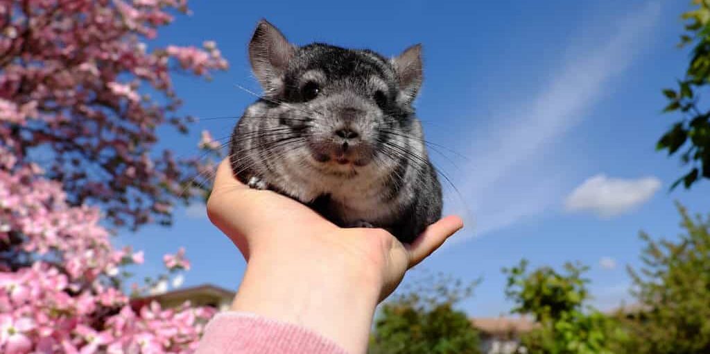 where did chinchillas come from