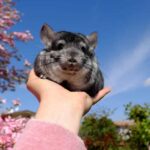 where did chinchillas come from