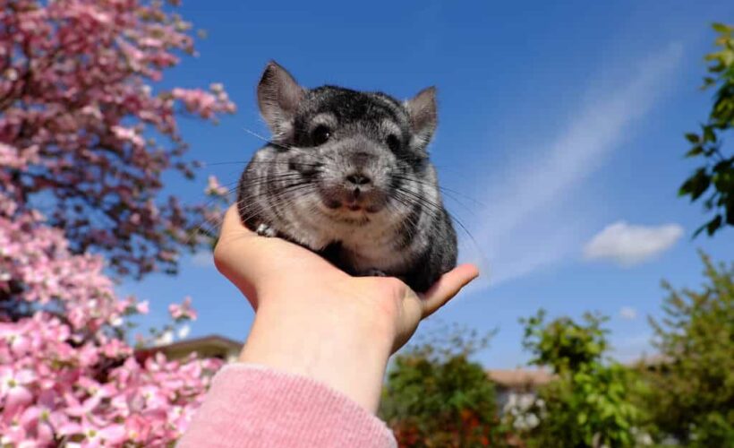 where did chinchillas come from