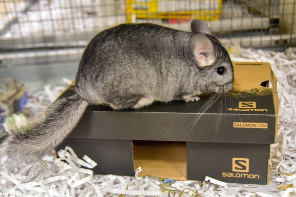 where did chinchillas come from